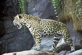 Ягуар, Panthera onca