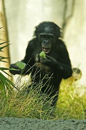 Карликовый шимпанзе