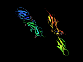 Inter-Cellular Adhesion Molecule 1 (1ic1 form).png