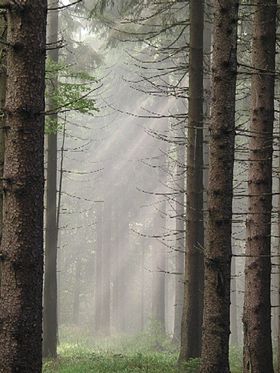 Тюрингский лес около Оберхофа