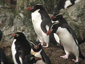 Снарские пингвины