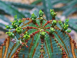 Euphorbia obesa 002.JPG