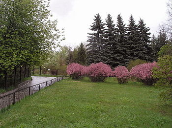 Весной в Ботаническом саду Иркутского государственного университета.