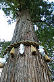 Yuki Shrine - giant cedar.jpg