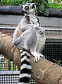 Ring.tailed.lemur.situp.arp.jpg