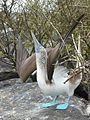 Blue footed booby courtship display.jpg