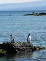 Galapagos penguins (Spheniscus mendiculus) -on rock -Fernandina.jpg