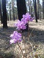 Rhododendron dauricum Transbaikal 2.jpg