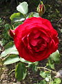 Rose rouge1.JPG