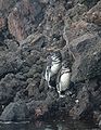 Galapagos penguins (Spheniscus mendiculus) -marching to sea.jpg