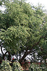 Tree I IMG 2896.jpg