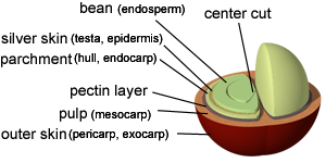 Structure of coffee cherry